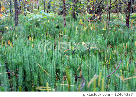 brushwood of Hypnum cupressiforme brushwood of Hypnum cupressiforme 12464387