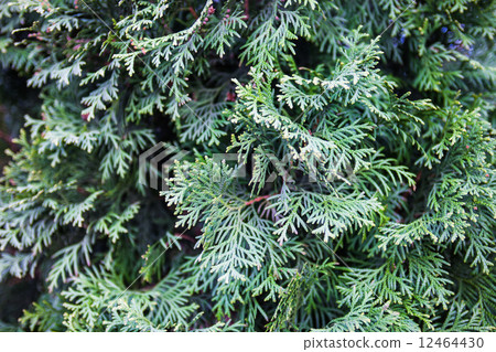 Evergreen juniper branches Evergreen juniper branches 12464430