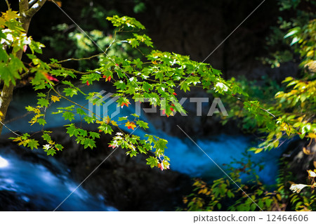 Terracotta red leaves 2014 - 9 Terracotta red leaves 2014 - 9 12464606