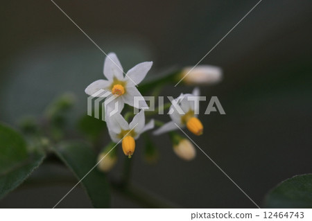 天然植物Inuohowoki,附有Hozuki的名字,但另一個名字“愚蠢的茄子”似乎更安全...① 天然植物Inuohowoki,附有Hozuki的名字,但另一個名字“愚蠢的茄子”似乎更安全...① 12464743