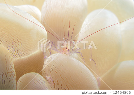 Bubble Coral Shrimp Bubble Coral Shrimp 12464806