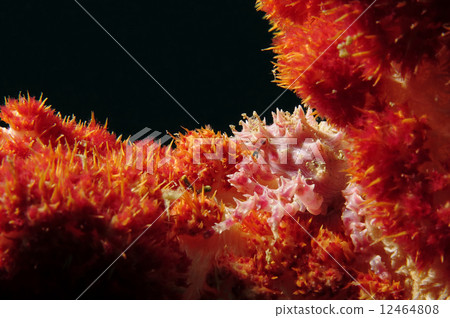 Isocompace pea 12464808