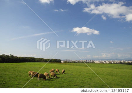 新年卡材料北海道的羊 12465137