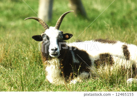 New Year's Card material Hokkaido's sheep 12465155