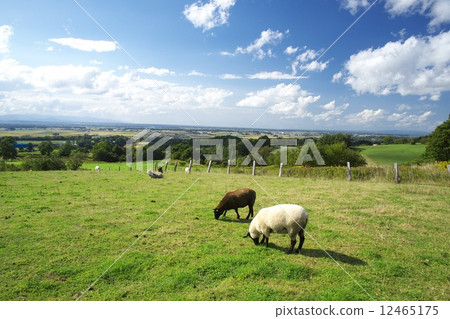 New Year's Card material Hokkaido's sheep 12465175