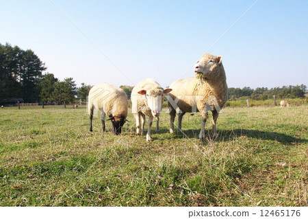 New Year's Card material Hokkaido's sheep New Year's Card material Hokkaido's sheep 12465176