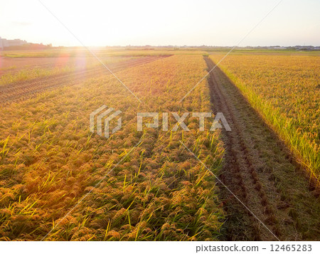 Scenery seen from the combine to harvest rice 2 ~ Rice earrings of golden color shining in sunset ~ 12465283