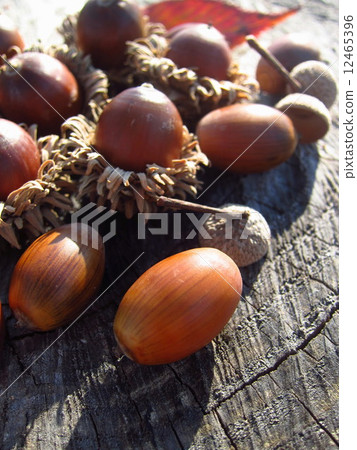 Acorn and autumn sunlight fall image 12465396