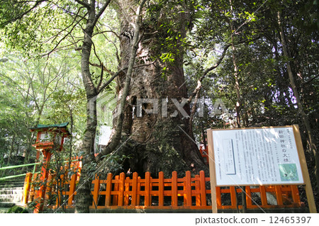 Kagoshima prefecture · Nitta shrine's cinnamomum 12465397