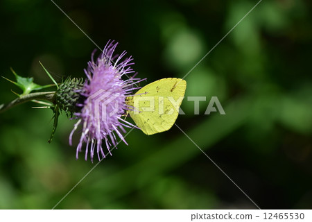 Shikoku and Shikoku Shikoku and Shikoku 12465530