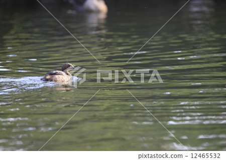 Kaizburi的幼鳥 12465532