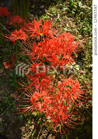 Akiruno在秋天 Akiruno在秋天 12465597