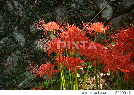 Akiruno在秋天 12465598