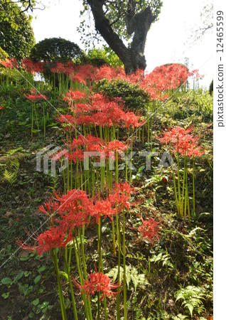 Akiruno在秋天 Akiruno在秋天 12465599