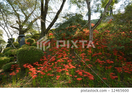 Akiruno在秋天 Akiruno在秋天 12465600