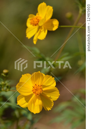 Akiruno在秋天 Akiruno在秋天 12465603