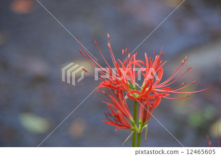 Akiruno in autumn 12465605