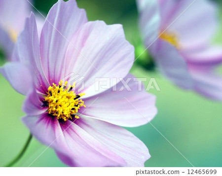 Cosmos Cosmos 12465699