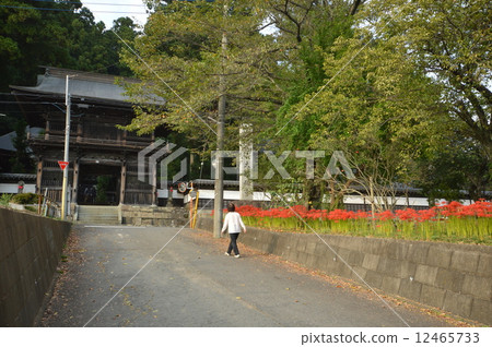 Akiruno in autumn of the great temple temple Akiruno in autumn of the great temple temple 12465733
