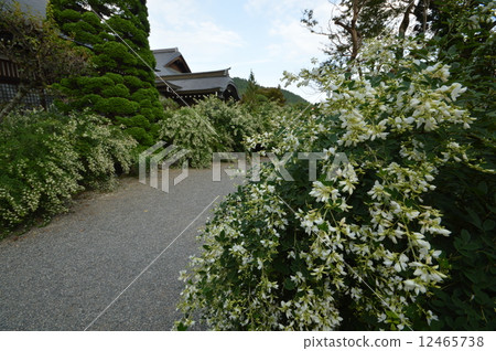 Akiruno在偉大的寺廟寺廟的秋天 Akiruno在偉大的寺廟寺廟的秋天 12465738