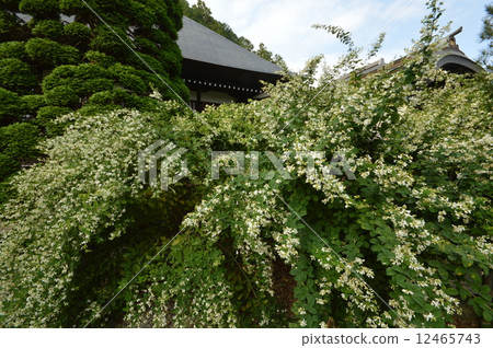 Akiruno在偉大的寺廟寺廟的秋天 12465743