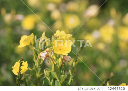 Affiliation 12465820