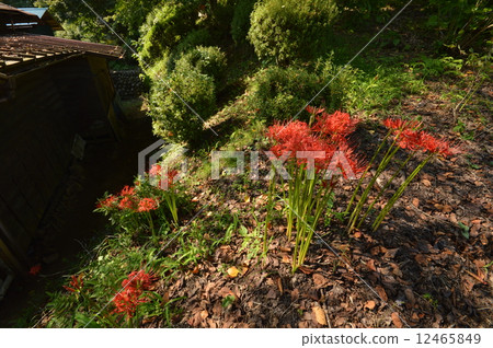 Autumn of the Lukoin collection is Akiruno 12465849