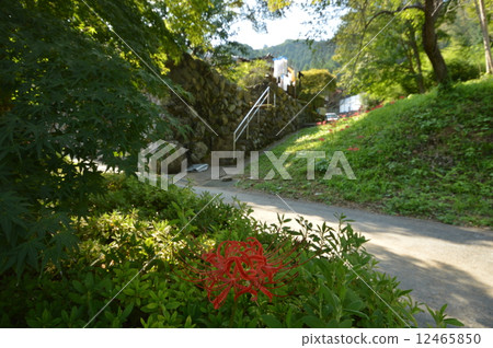 Autumn of the Lukoin collection is Akiruno 12465850