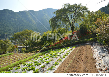 Autumn of the Lukoin collection is Akiruno 12465851