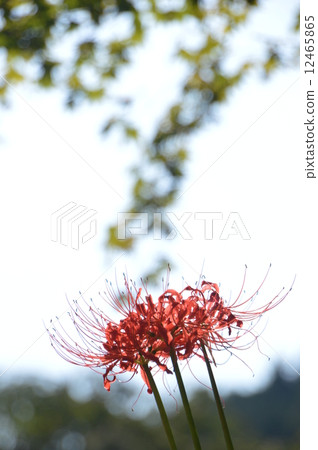 Autumn of the Lukoin collection is Akiruno 12465865