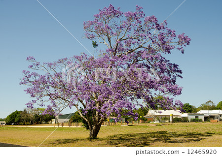 Jacaranda in full bloom 12465920