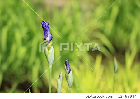 虹膜的芽 12465984