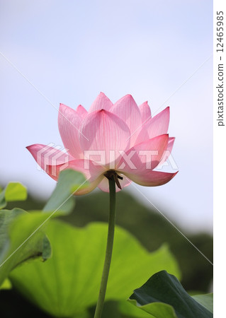 蓮花 蓮花 12465985
