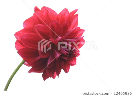 大麗花花 12465986