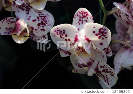 white orchid tropical flowers in garden white orchid tropical flowers in garden 12466205