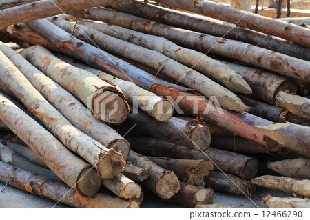 Pile of old wood sticks 12466290