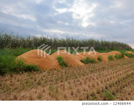 Rice husk of a fleet 2 Rice husk of a fleet 2 12466644