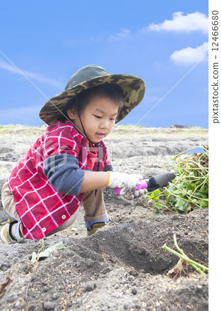 Children digging potatoes 12466680