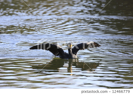 Cormorant to dry feathers 12466779