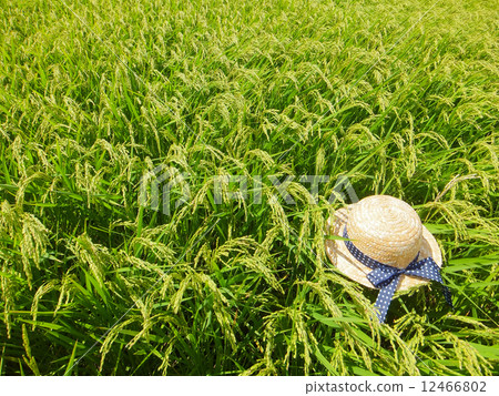 Paddy field (young rice ear and straw hat) in August G2 (There are sunflowers on the hat, no.1884852 ~) 12466802