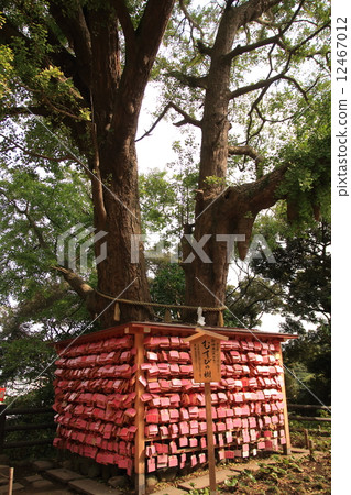 江之島神社打結的樹 12467012