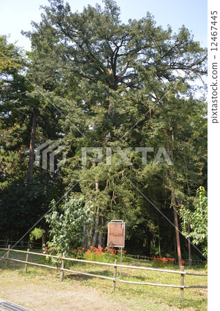 Kyanoki Akiruno City Kyanoki Akiruno City 12467445