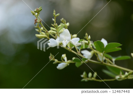 雨旗花 12467448