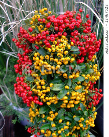 Piracansa Tokiwa Hawthorn Piracansa Tokiwa Hawthorn 12467528