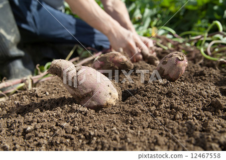 sweet potato sweet potato 12467558