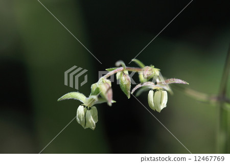 Natural plant It is a troublesome weed of vine, but it puts cute male flowers 12467769