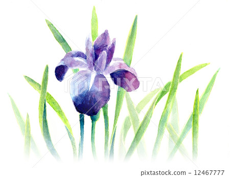 鳶尾花 12467777