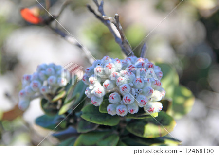 Ogia的芽 Ogia的芽 12468100
