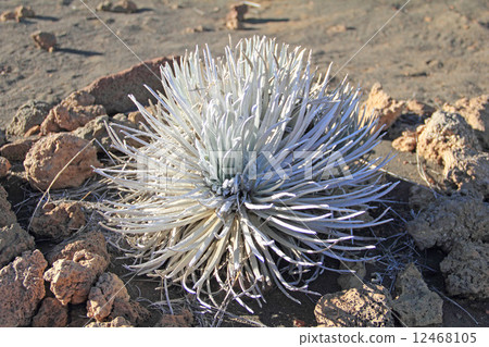 Mauna Kea's silver sword grass 12468105