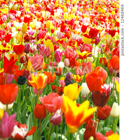 Amazing Tulips Amazing Tulips 12468469